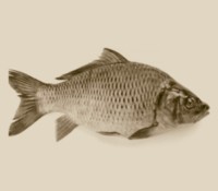 ψάρι